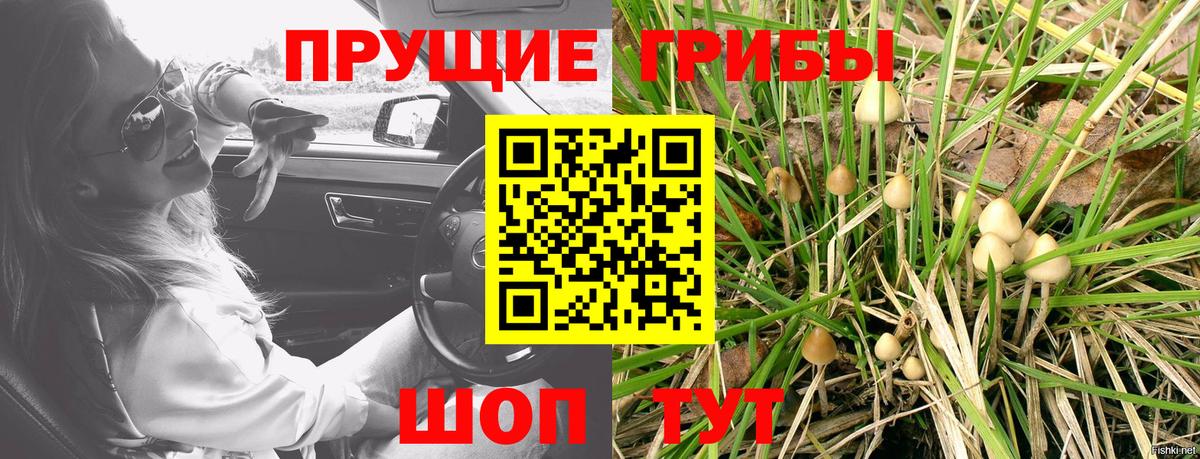 Псилоцибиновые грибы Psilocybe  Серов 